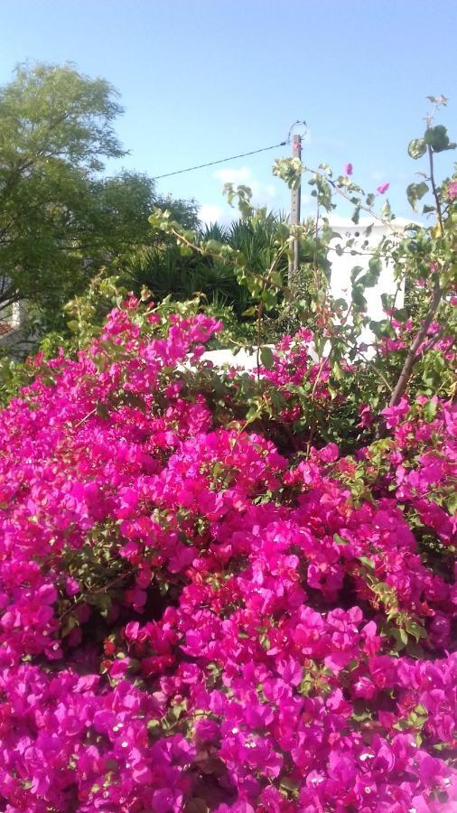 Pensao Algarve Bed and Breakfast São Brás de Alportel Exteriör bild